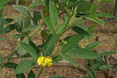 نخودفرنگی پیجن